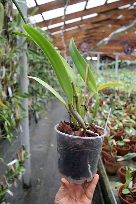 Cattleya mossiae coerulea.jpg
