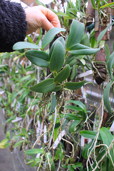 Cattleya schilleriana 'Olinda' x 'Preciosa'.jpg