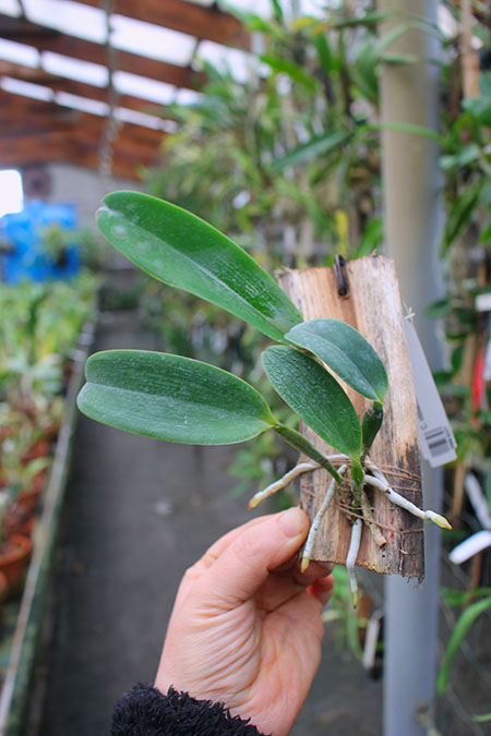 Cattleya violacea semi-alba.jpg