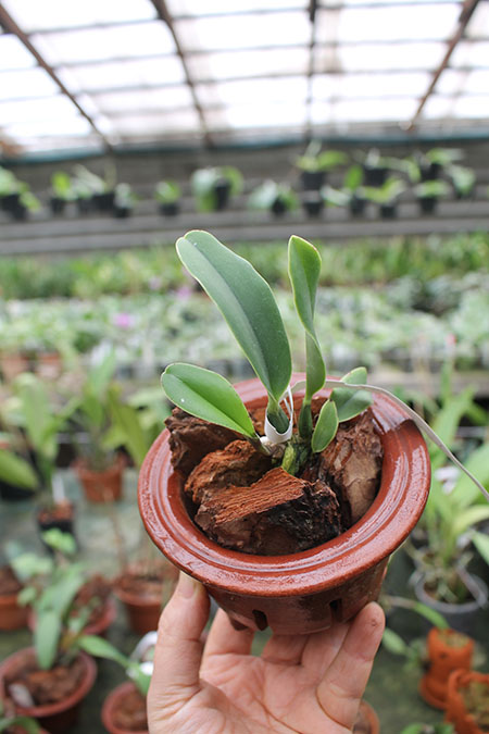 Cattleya walkeriana rubra pelorica 'Esperada' x (walkeriana rubra flamea 'Portinari' x SLF).jpg