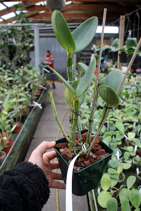 Cattleya harrisoniana caerulescens-perola x SELF.jpg