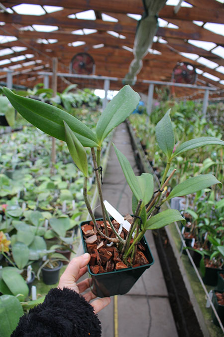 Cattleya schofieldiana escura 'Gloriosa' (ES) x schofieldiana 'GU' (ES).jpg