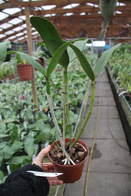Cattleya violacea alba (OCN White x Valter Rocha).jpg