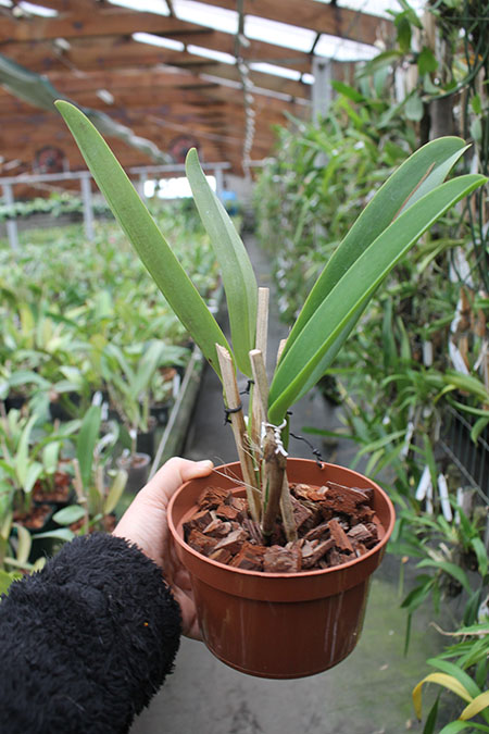 Cattleya labiata coerulea 'Titi' (Z-185) x Cattleya labiata coerulea 'Blue Sky' (Z-185).jpg
