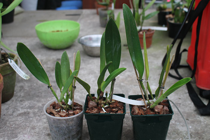 Cattleya warscewiczii coerulea 'La Floresta' x self.jpg