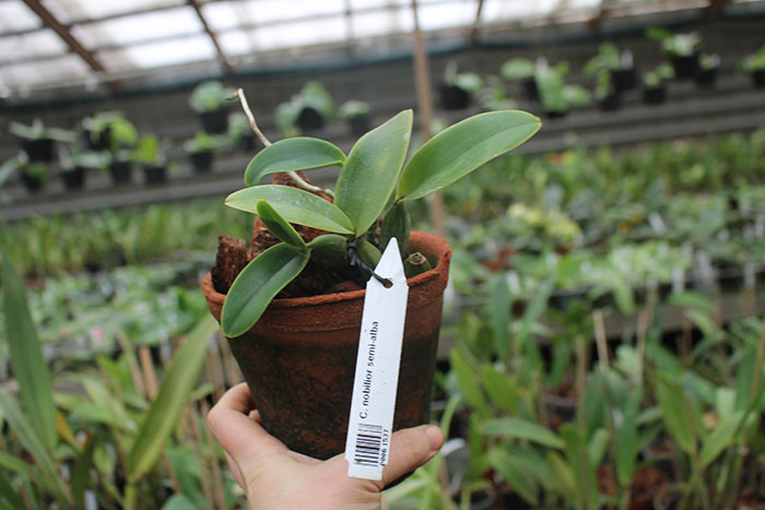 Cattleya nobilior semi-alba.jpg