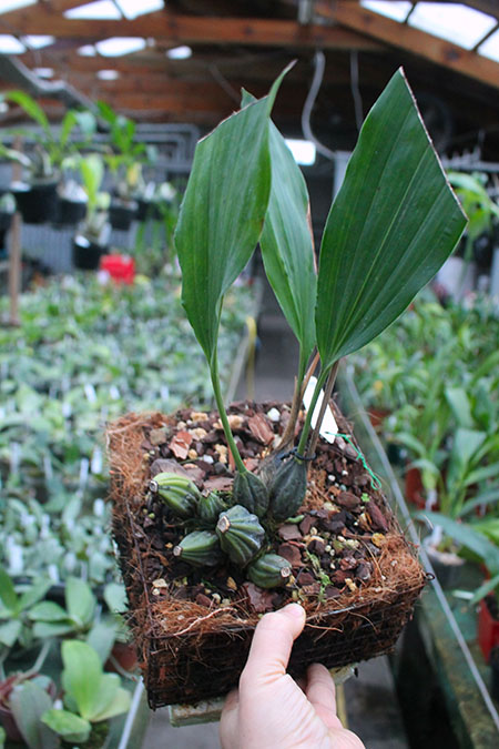 Stanhopea martiana.jpg