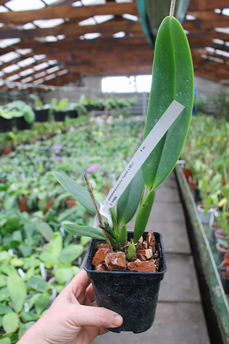 Cattleya gaskelliana concolor 'Yamile' SELF.jpg