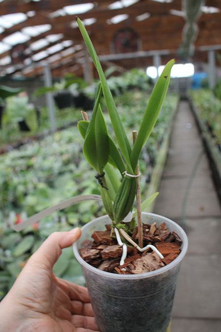 Schomburgkia crispa albina x SELF.jpg