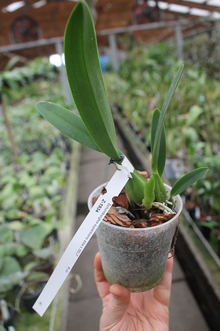 Schomburgkia superbiens alba x SELF.jpg