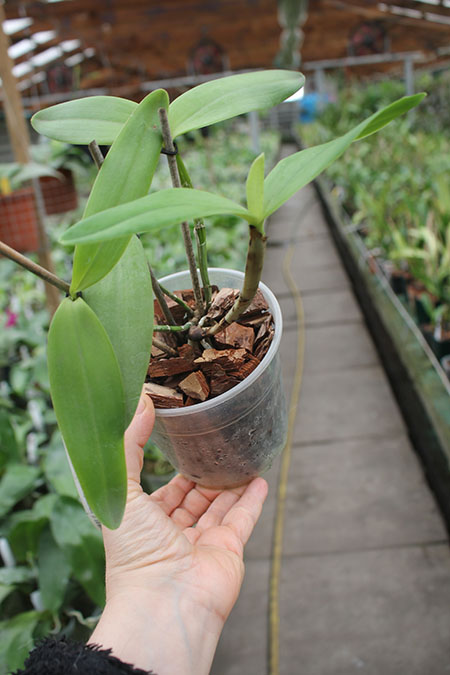 Cattleya intermedia aquini vinicolor 'Formosa' x intermedia aquini vinicolor 'Condor'.jpg