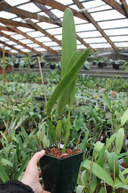 Laelia grandis tipo 'Edmundo' x SELF.jpg