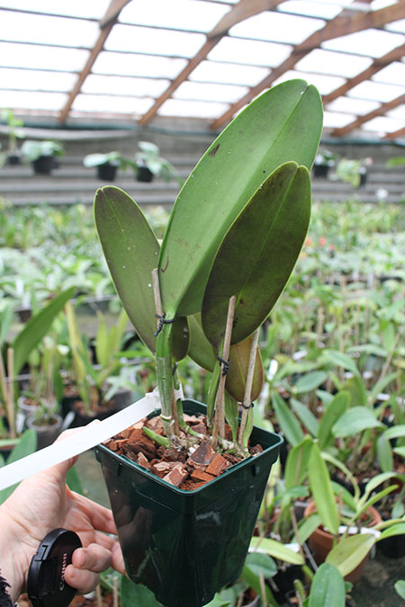 Cattleya warneri amesiana 'Mem R Kautsky' (EC) x warneri suave flamea 'ES'.jpg