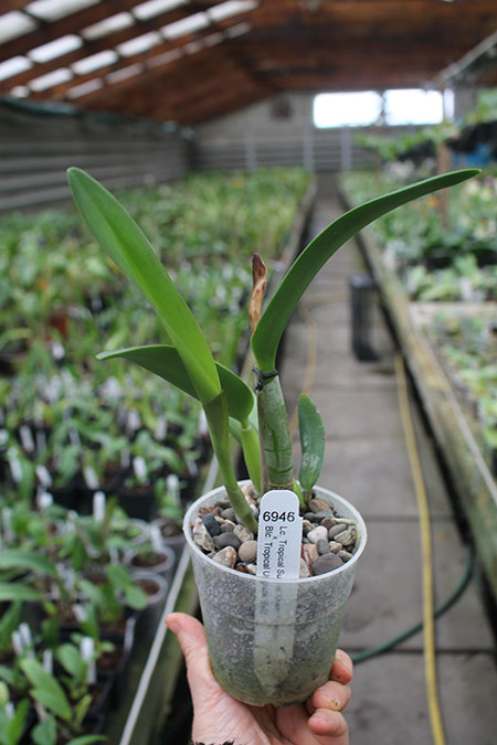 Laeliocattleya Tropical Sunset 'Oceans Heaven' x Brassolaeliocattleya Tropical Upgrade 'SVO'.jpg