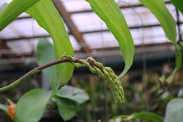 Catasetum arietinum dark 'Campana'.jpg