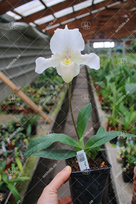 Paphiopedilum Rosy Dawn.jpg