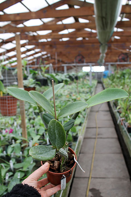 Cattleya violacea 'Icabaru' x 'Lea'.jpg