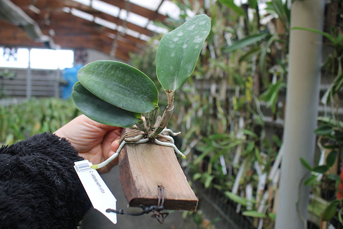 Cattleya violacea semi-alba.jpg