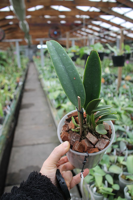 Cattleya maxima semi alba 'AWZ' x SELF.jpg