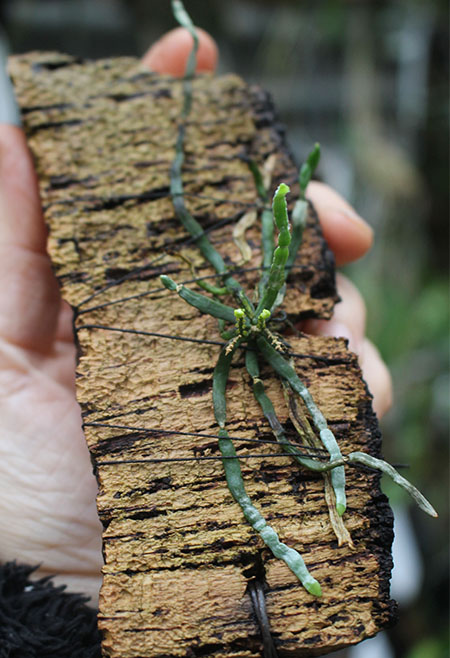 Taeniophyllum obtusum.jpg