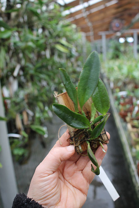 Laelia alaori escura 'Carnaval' x alaori escura 'Gemini I'.jpg