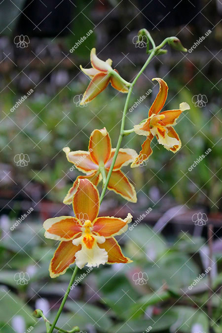 Odontoglossum trilobum x Odontocidium Tiger Glow.jpg