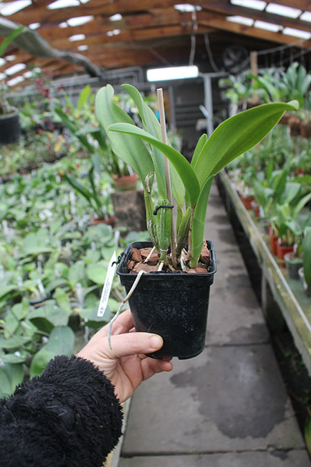 Rhyncholaeliocattleya Chief Canyon 'Morning Call'.jpg