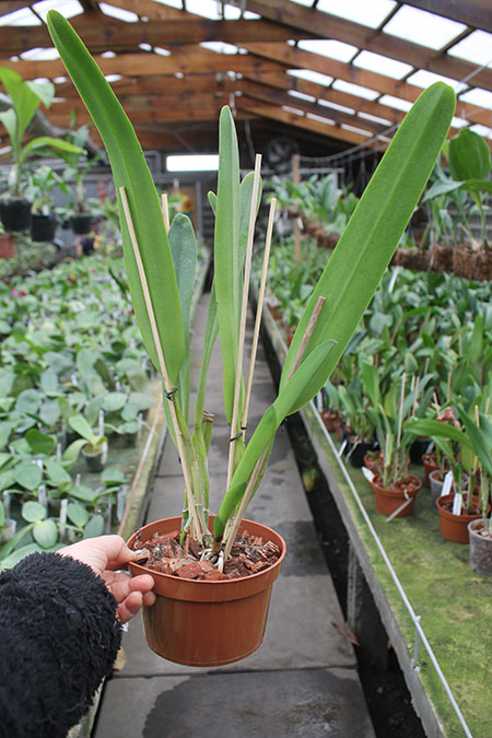 Laelia purpurata striata (Orla branca 'Cheida' x 'Bela Vista').jpg