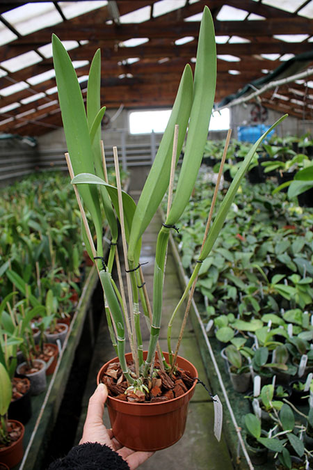 Brassocattleya Golf Green 'Hair Pig' (Cattleya Moscombe x Brassavola digbyana).jpg