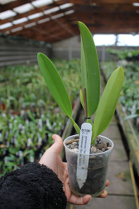 Cattleya warscewiczii ('Halo' x 'Michael').jpg