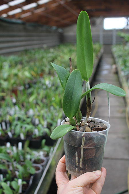 Brassolaeliocattleya Tropical Upgrade.jpg