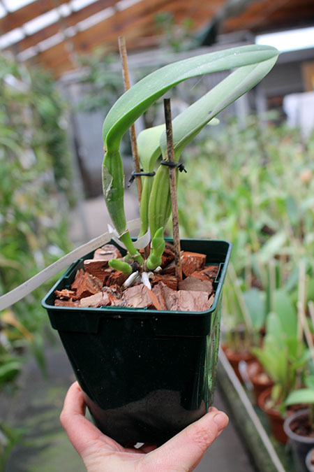 Cattleya warneri concolor 'Castro' x SELF.jpg