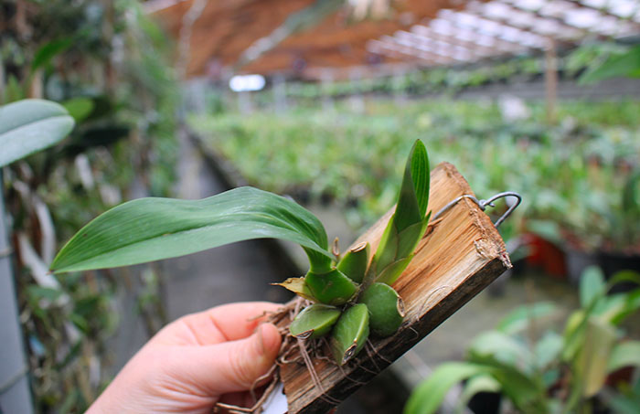 Rhynchostele rossii.jpg