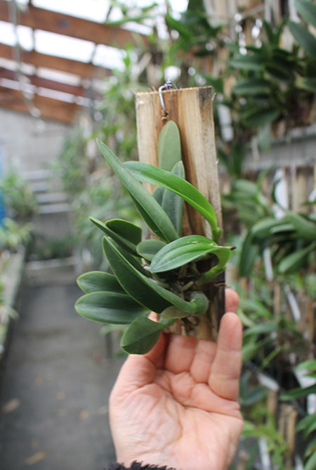 Cattleya Jairak Dolly.jpg