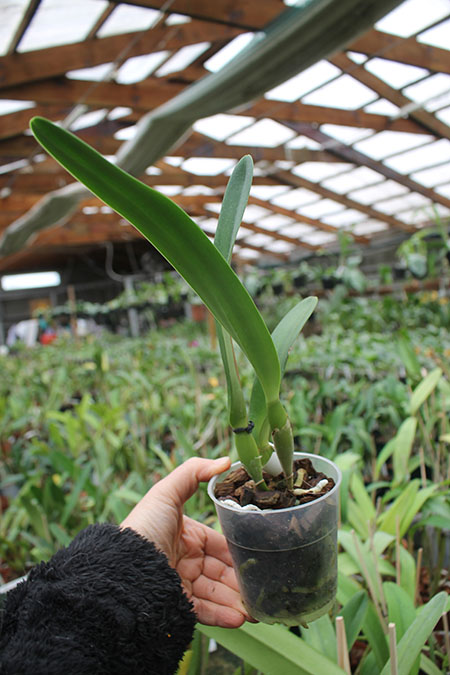 Laelia crispa alba 'Blanca' SELF.jpg