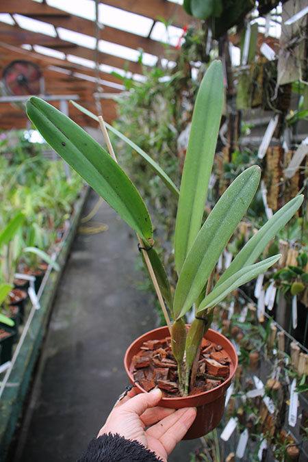 Laelia perrini concolor 'AWZ' x Laelia perrini delicata 'AM' XXXX.jpg