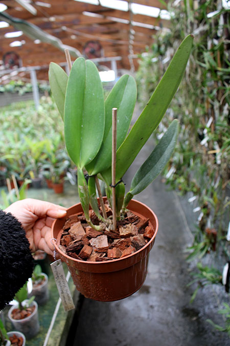 Cattleya warneri coerulea 'Carolina' x Cattleya warneri coerulea 'Raasch'.jpg
