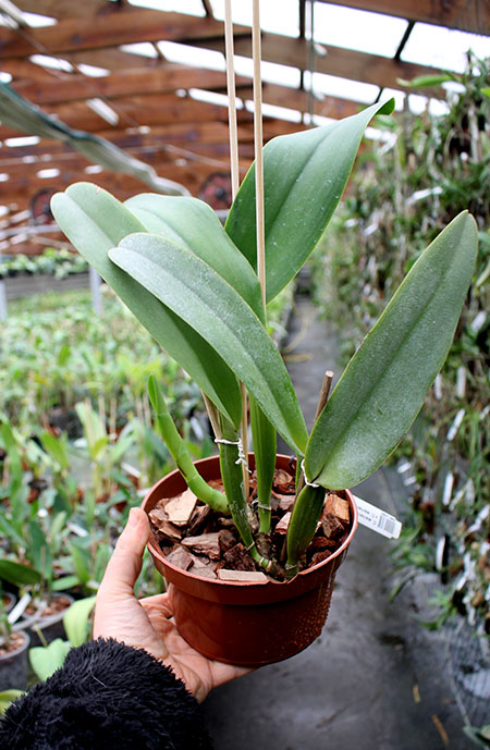 Cattleya warneri semi alba (boa forma) x Cattleya warneri semi alba 'Rubi'.jpg