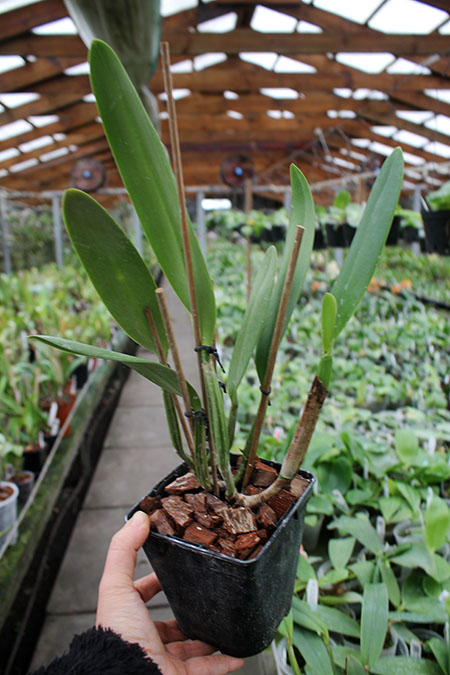 Cattleya lueddemanniana (coerulea 'Mariauxi' x tipo) x lueddemanniana coerulea 'Tania'.jpg