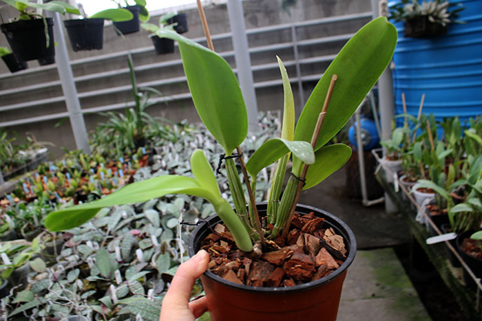 Cattleya lueddemanniana coerulea 'Pedra Azul' XXX x Cattleya lueddemanniana coerulea 'Caribe'.jpg