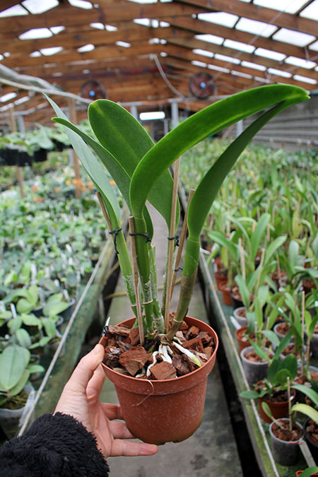 Brassolaeliocattleya Ports of Paradise x Brassolaeliocattleya Suan Puttan 'Pei' x Brassavola digbyana 'Mr Pig'.jpg