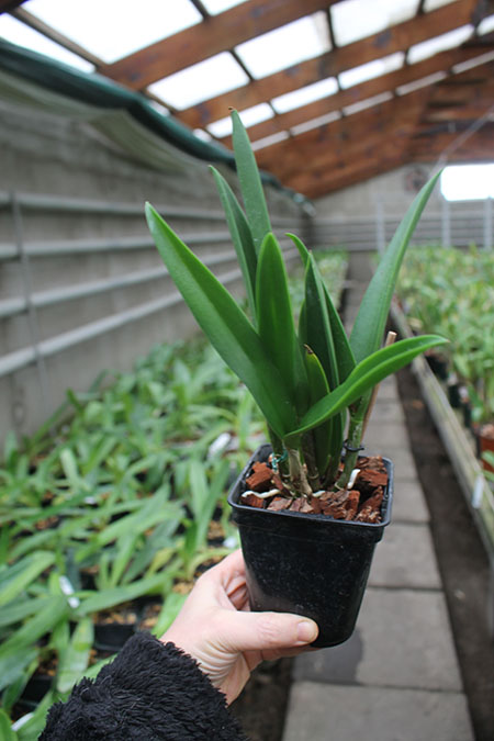 Brassanthe Maikai x Brassocattleya Star Ruby.jpg