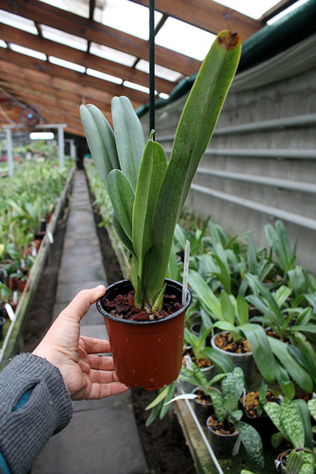 Paphiopedilum parishii.jpg