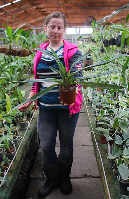 Paphiopedilum rothschildianum.jpg