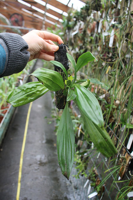 Dracula chiroptera.jpg