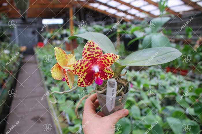 Phalaenopsis Mituo Diamond 'Big Spots'.jpg