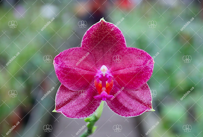 Phalaenopsis Mituo Sun 'Mituo #1' x Ld's Bear King 'RK-1'.jpg