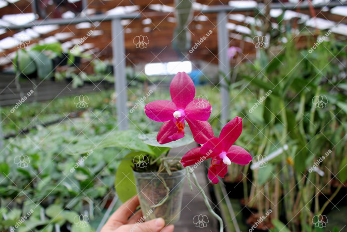 Phalaenopsis Mituo Sun 'Mituo #1' x Ld's Bear King 'YK-10'.jpg