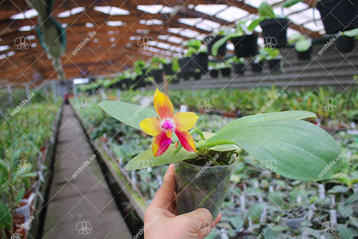 Phalaenopsis LD's Bear King 'YK-14' x Miro Super Star.jpg