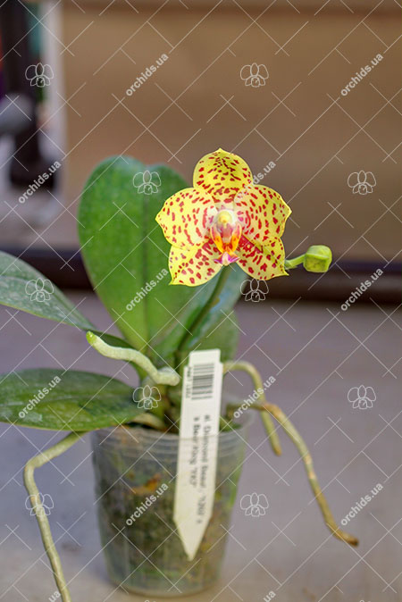 Phalaenopsis Diamond Beauty '1202' x Ld's Bear King 'YK7'.jpg